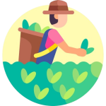 direct-from-farm